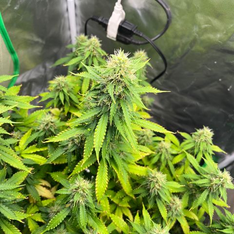 Northern Light growlog timeline photo