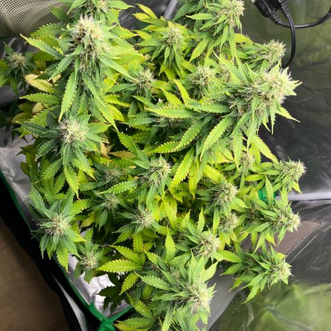 Northern Light growlog timeline photo