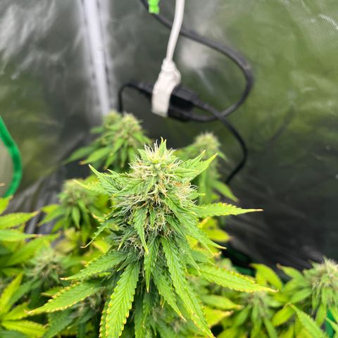 Northern Light growlog timeline photo