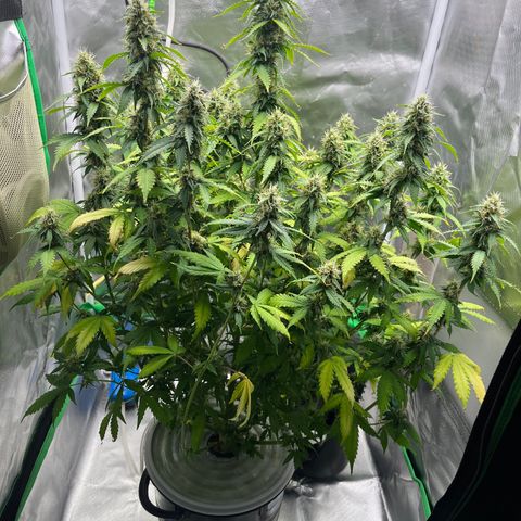 Northern Light growlog timeline photo