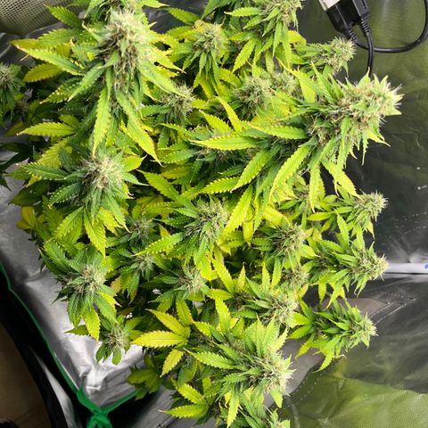 Northern Light growlog timeline photo