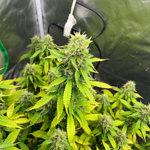 Northern Light growlog timeline photo