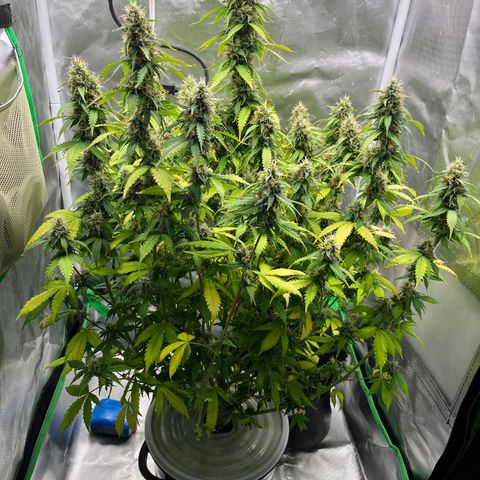 Northern Light growlog timeline photo