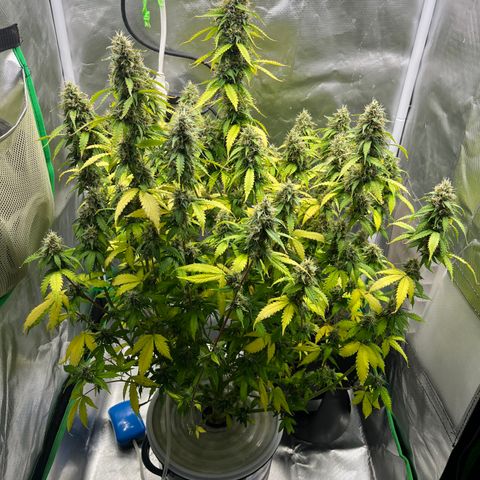 Northern Light growlog timeline photo