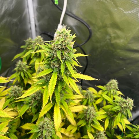 Northern Light growlog timeline photo