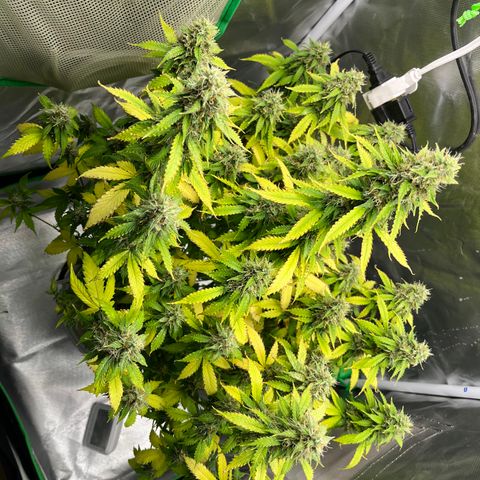 Northern Light growlog timeline photo