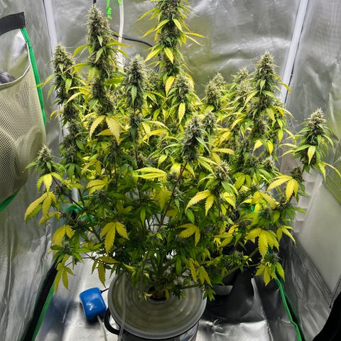 Northern Light growlog timeline photo
