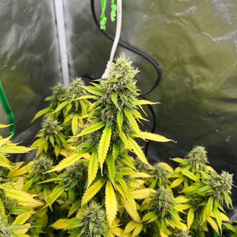 Northern Light growlog timeline photo
