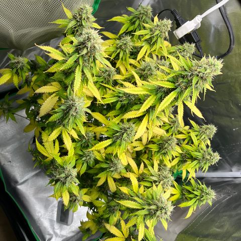 Northern Light growlog timeline photo