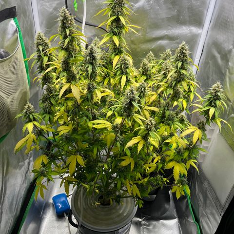 Northern Light growlog timeline photo