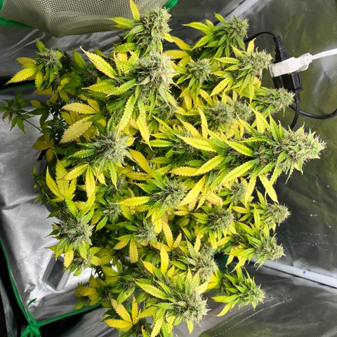 Northern Light growlog timeline photo