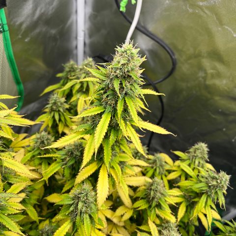 Northern Light growlog timeline photo