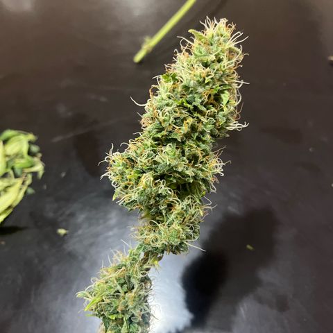 Northern Light growlog timeline photo
