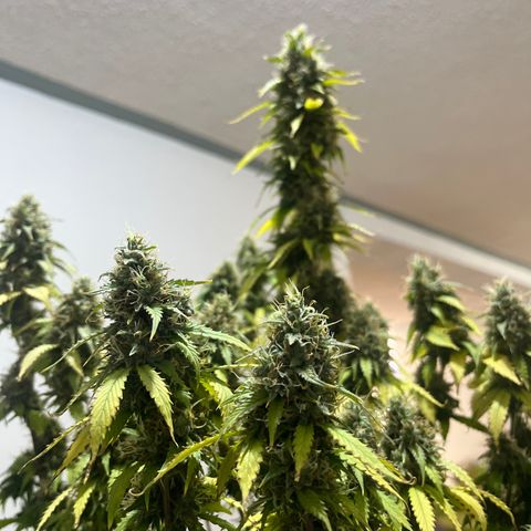 Northern Light growlog timeline photo