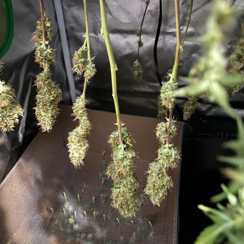 Northern Light growlog timeline photo