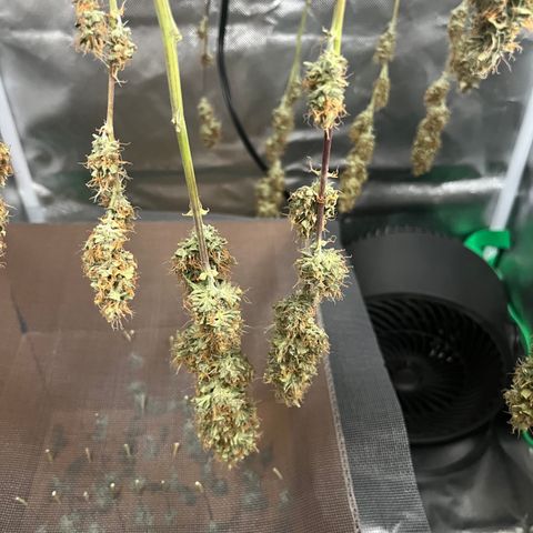 Northern Light growlog timeline photo