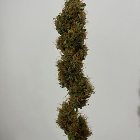 Northern Light growlog timeline photo