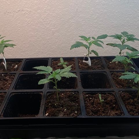 Unknown strain growlog timeline photo