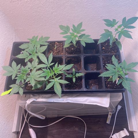 Unknown strain growlog photo:  After using regular tapwater the headset out 24 hours instead of the filtered water the plants seem to respond well. I’m more inclined to believe the lightning of the lease was caused by a calcium magnesium deficiency. And  the lights may have been a tad bit too close.