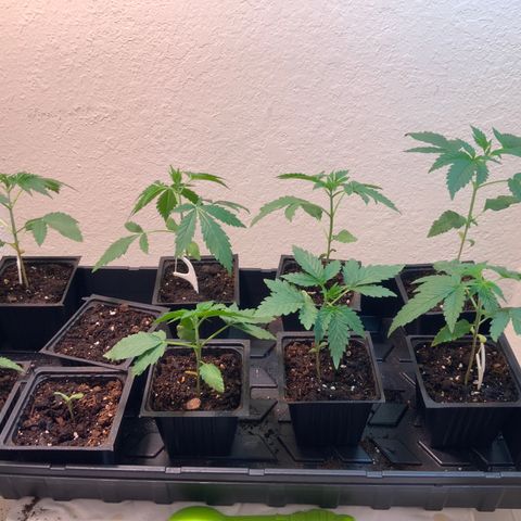 Unknown strain growlog photo:  Gave the plants a good bit of water, feed again Wednesday. 