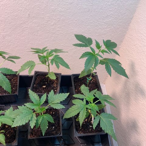 Unknown strain growlog timeline photo