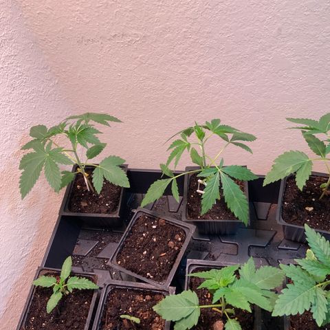 Unknown strain growlog timeline photo