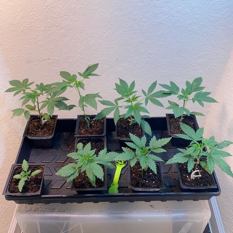 Unknown strain growlog photo:  Weighted the plants to measure water uptake.