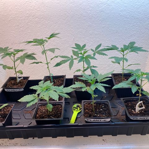 Unknown strain growlog timeline photo