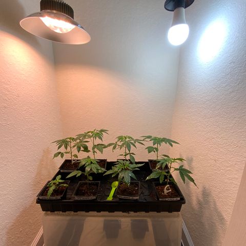 Unknown strain growlog photo:  Gave the plants a lite  spray feed