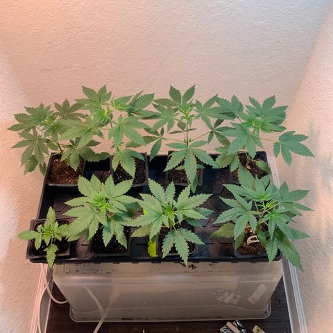Unknown strain growlog timeline photo