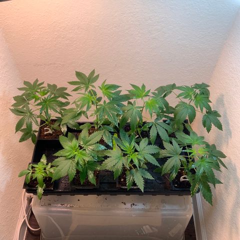 Unknown strain growlog photo:  Just gave the plants a spray solution 