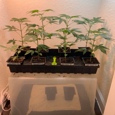 Unknown strain growlog photo:  Photo update 