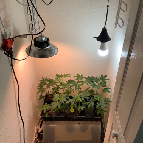 Unknown strain growlog photo:  Photo update 