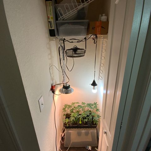 Unknown strain growlog photo:  Photo update 