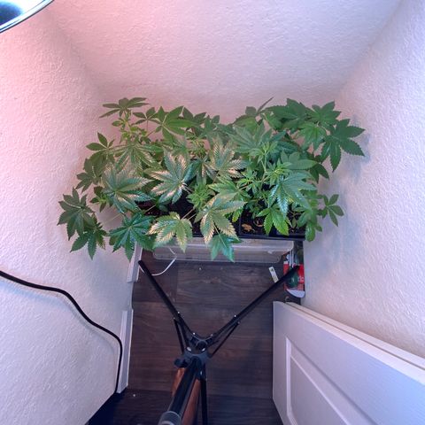 Unknown strain growlog photo: Plants look about ready to transplant. Some plants show signs of Deficiencies.