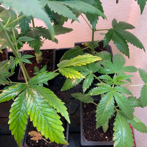 Unknown strain growlog photo: Plants look about ready to transplant. Some plants show signs of Deficiencies.
