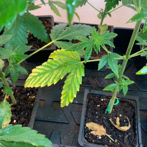 Unknown strain growlog photo: Plants look about ready to transplant. Some plants show signs of Deficiencies.