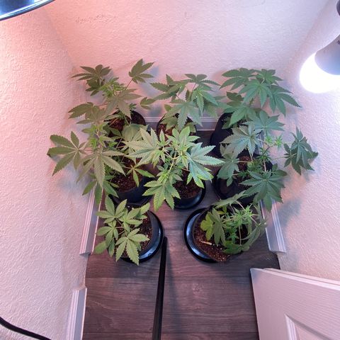 Unknown strain growlog photo:  Plants transplanted and to 1 gallon pots 