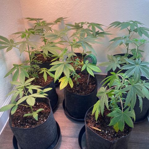Unknown strain growlog photo:  Plants transplanted and to 1 gallon pots 