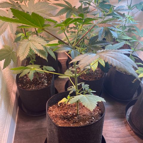 Unknown strain growlog photo:  Transplant update photos, girls are looking good responding well to transplant to 1 gallon pots. 