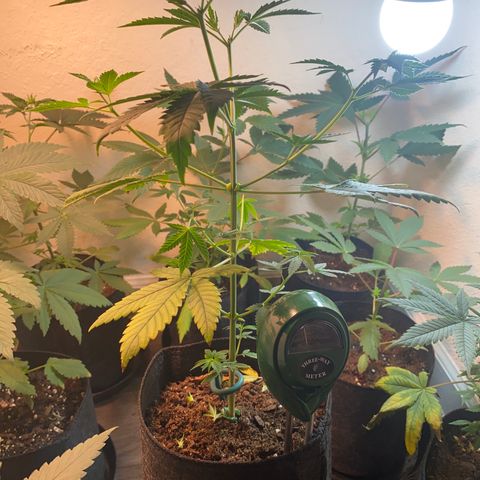 Unknown strain growlog photo:  Transplant update photos, girls are looking good responding well to transplant to 1 gallon pots. 