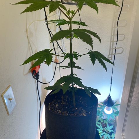 Unknown strain growlog photo:  Transplant update photos, girls are looking good responding well to transplant to 1 gallon pots. 