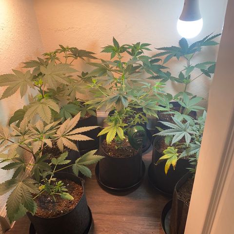 Unknown strain growlog photo:  Transplant update photos, girls are looking good responding well to transplant to 1 gallon pots. 