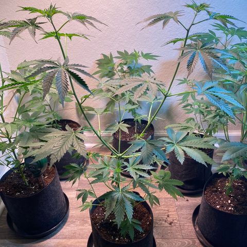 Unknown strain growlog photo: Photo update 