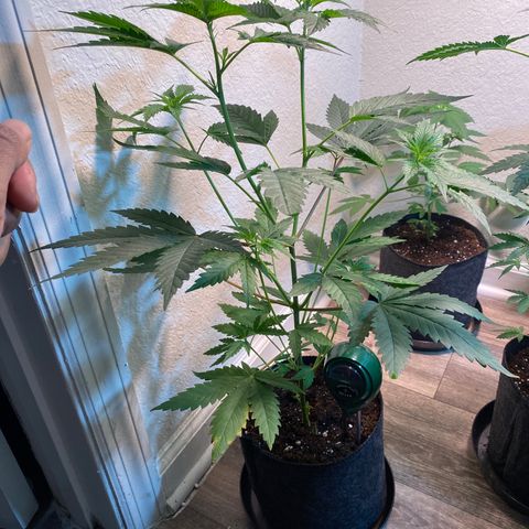 Unknown strain growlog photo: Photo update 