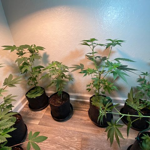 Unknown strain growlog timeline photo