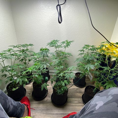 Unknown strain growlog photo: Photo update 