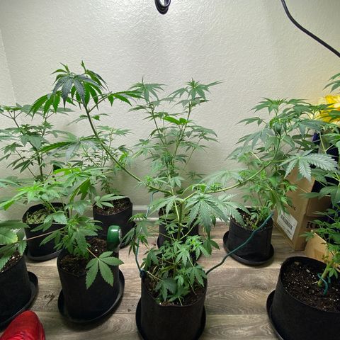 Unknown strain growlog timeline photo