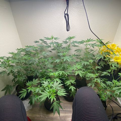 Unknown strain growlog timeline photo