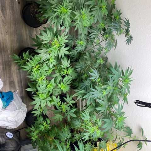 Unknown strain growlog timeline photo